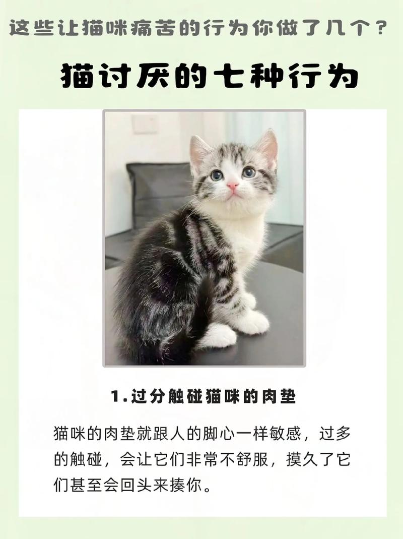 猫咪不把你放在眼里的7个表现,别再傻傻被蒙在鼓里了!