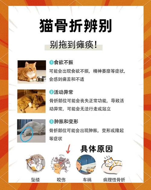 猫腿断了没钱去医院怎么办