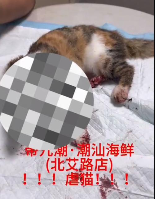 ...流浪猫腿断了,骨头都露出来了,只能靠骨头撑地来走路,我该怎么办?