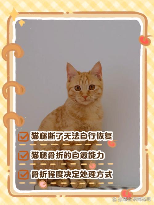 猫骨折了怎么办