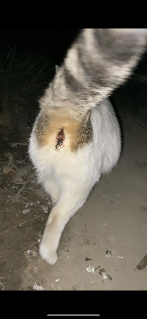 猫咪怀孕屁股流血