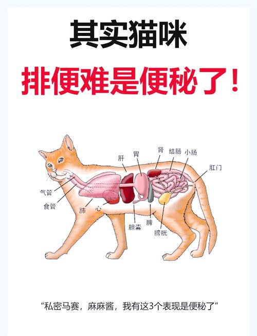猫咪拉不出粑粑,可以给它用开塞露吗