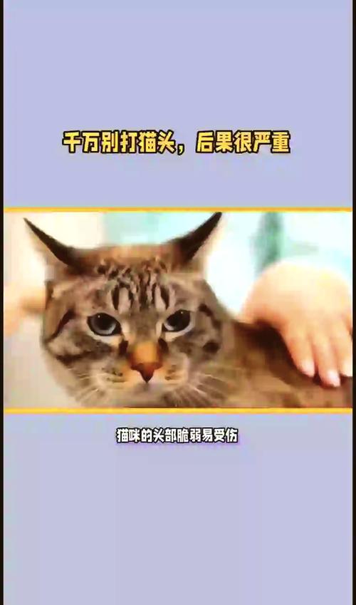 重击猫咪头后猫咪多久后会死亡