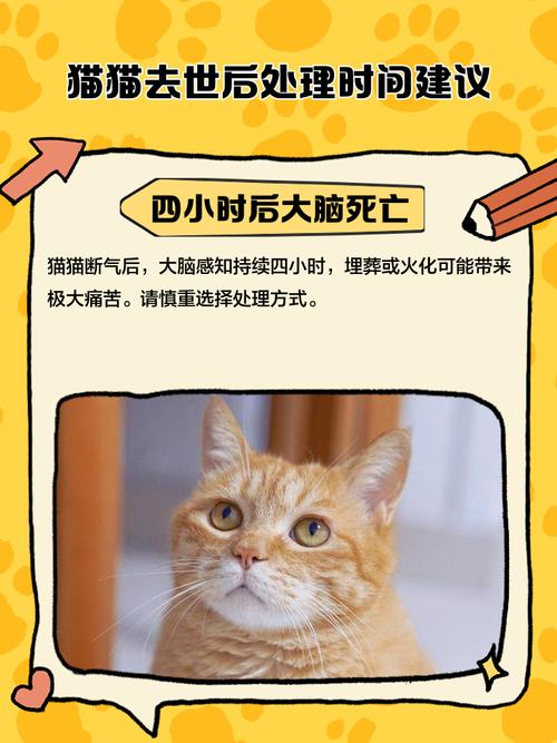 打猫头对猫有影响吗?