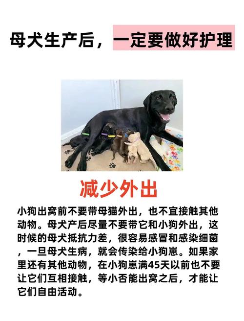 狗狗生产后注意事项