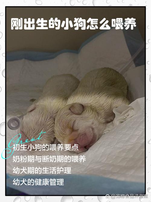 母狗生完小狗要注意什么