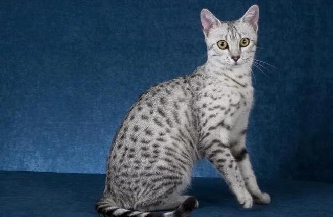 埃及猫幼崽不听话总是乱咬人,该怎么教育引导?