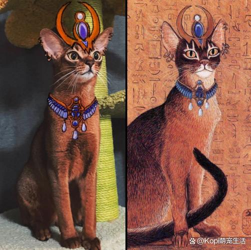 拉邦猫幼崽不听话总是乱咬人,该怎么教育引导?