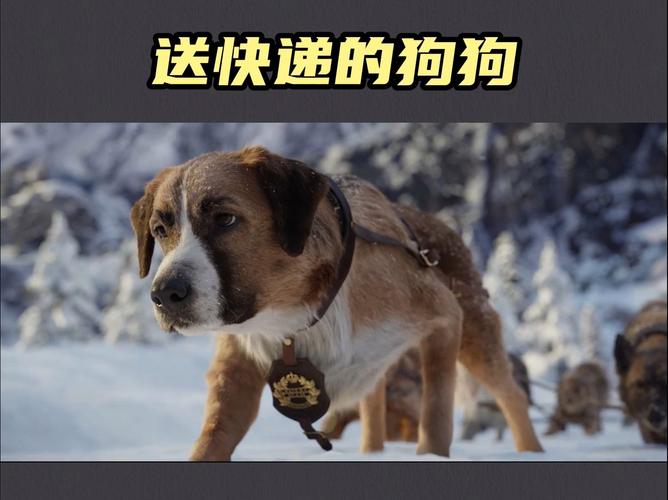 狗狗可以快递吗