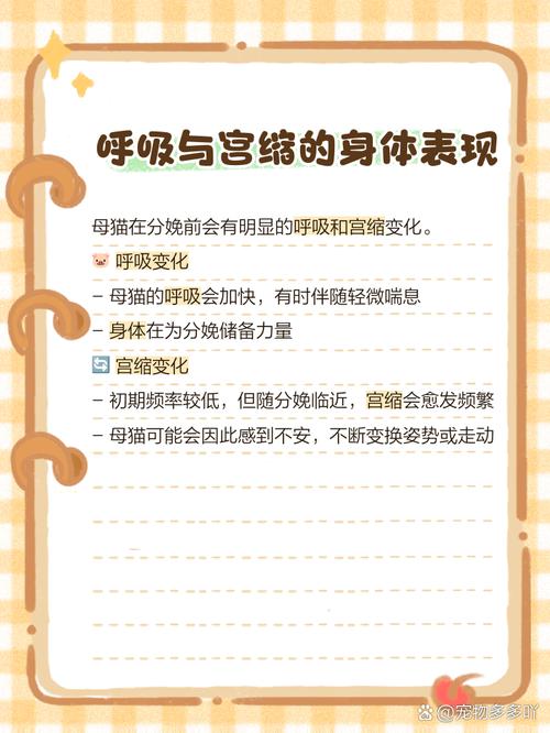 猫生产前的几小时征兆