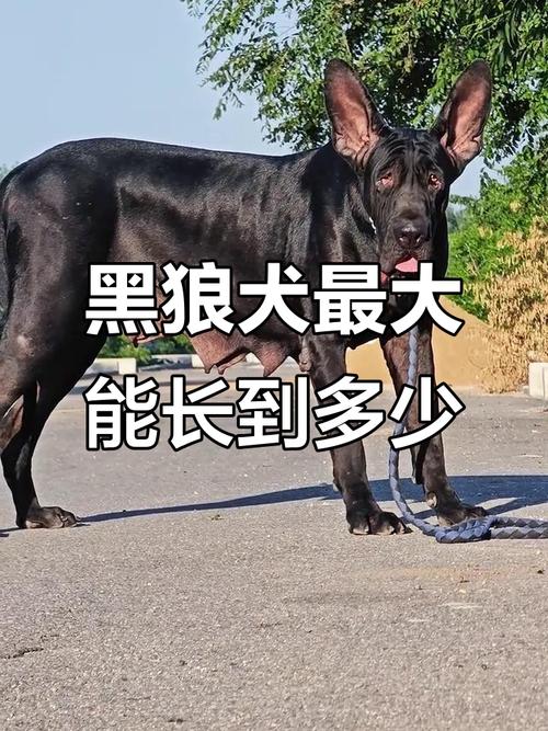 狗狗几个月就不长个子了?