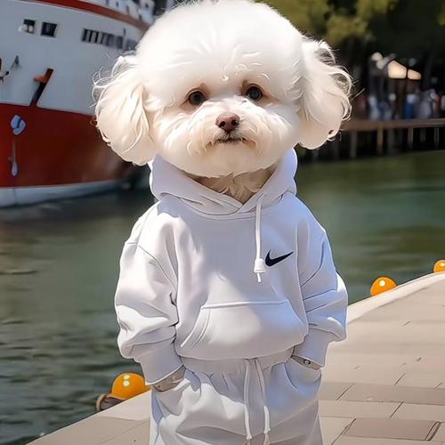 狗狗穿衣服好还是不好