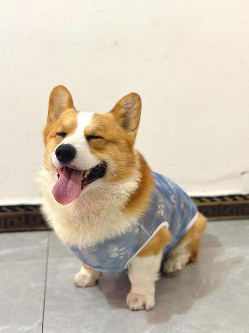 狗狗经常穿衣服好吗