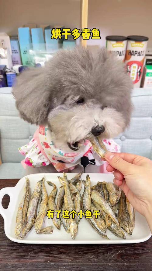 泰迪能吃鲅鱼么、狗狗喜欢鲅鱼?
