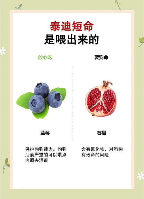 泰迪狗狗可以吃什么肉类