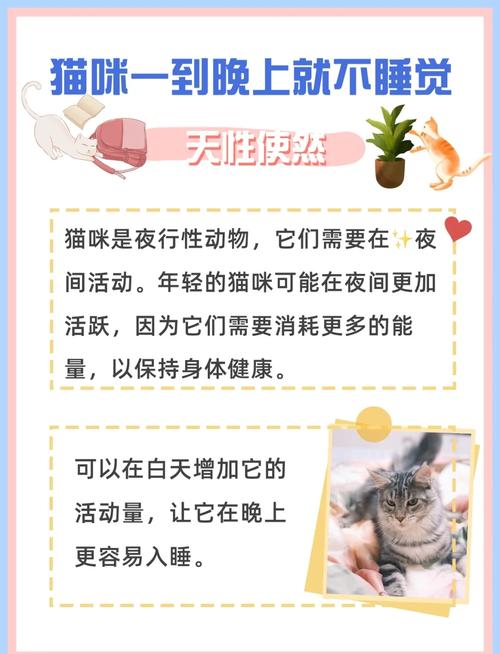 猫咪晚上不睡觉折腾是怎么回事?