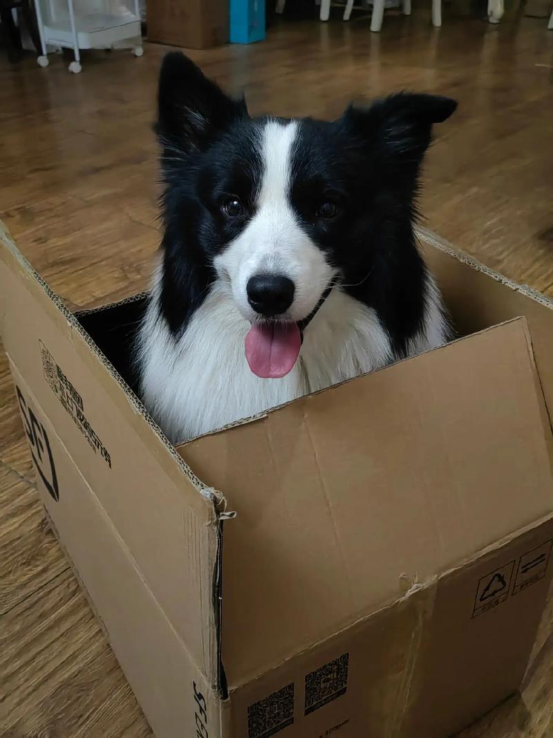 狗狗托运怎么收费的?