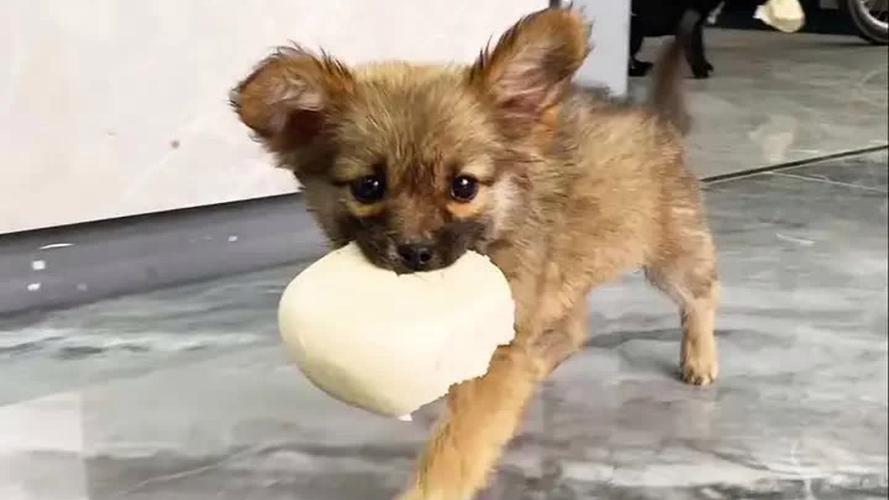 狗狗可以吃馒头吗