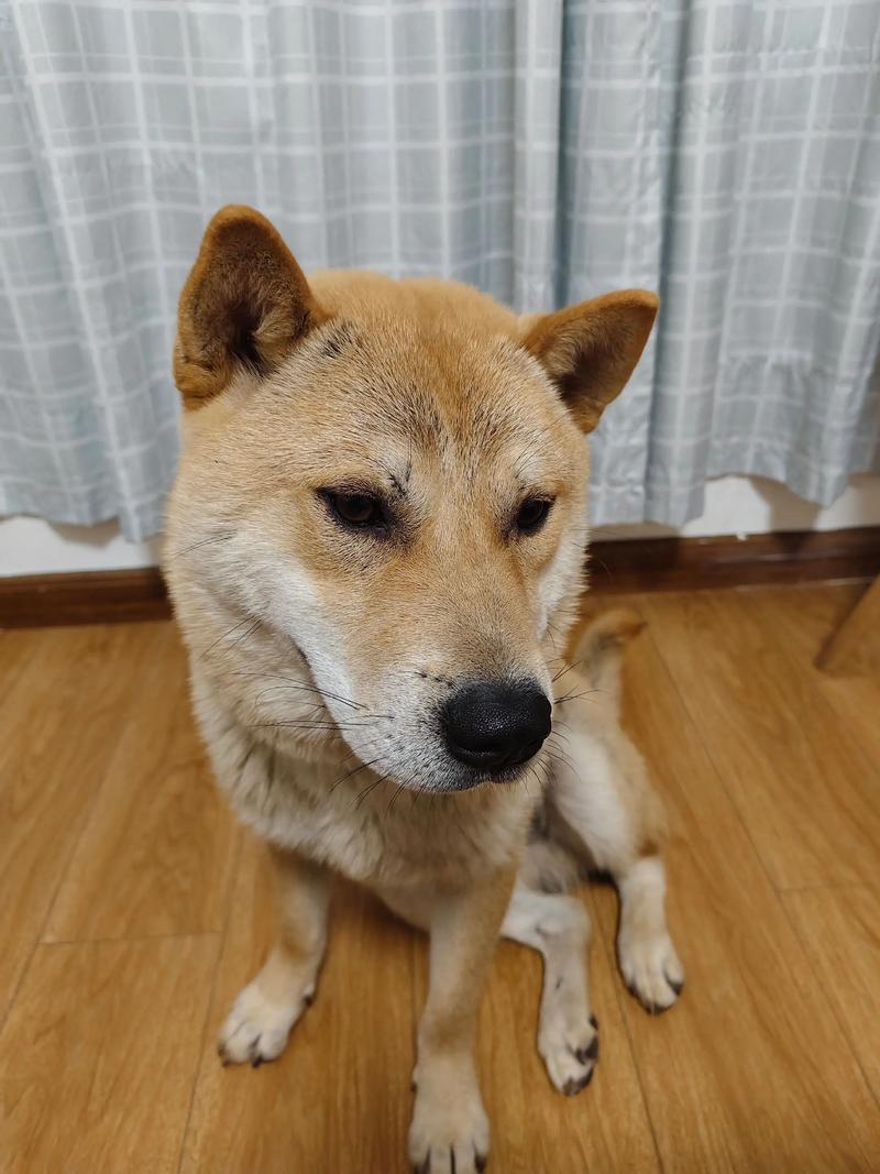 狗狗为什么吃面粉