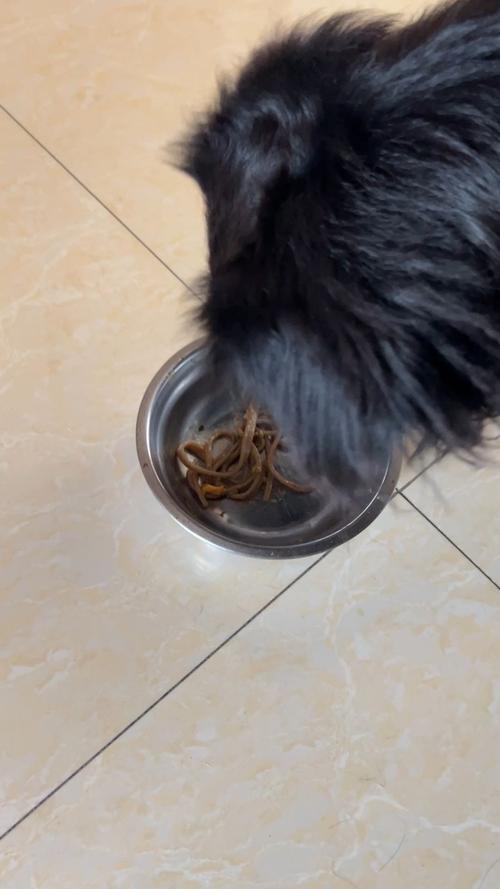 狗狗能不能吃面粉