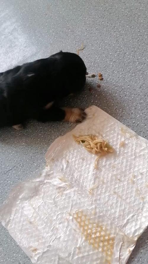 狗狗吃多了面粉会怎样