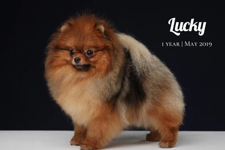 狗狗能看到什么颜色