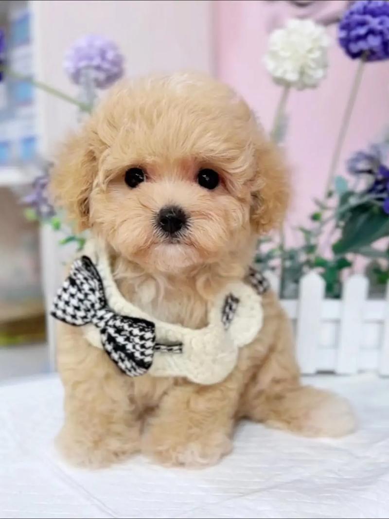 狗狗看人是什么颜色啊