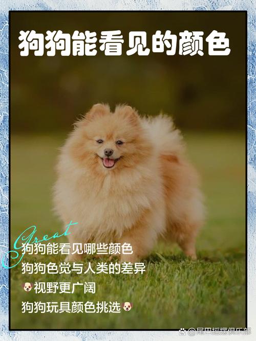 狗狗能看到什么
