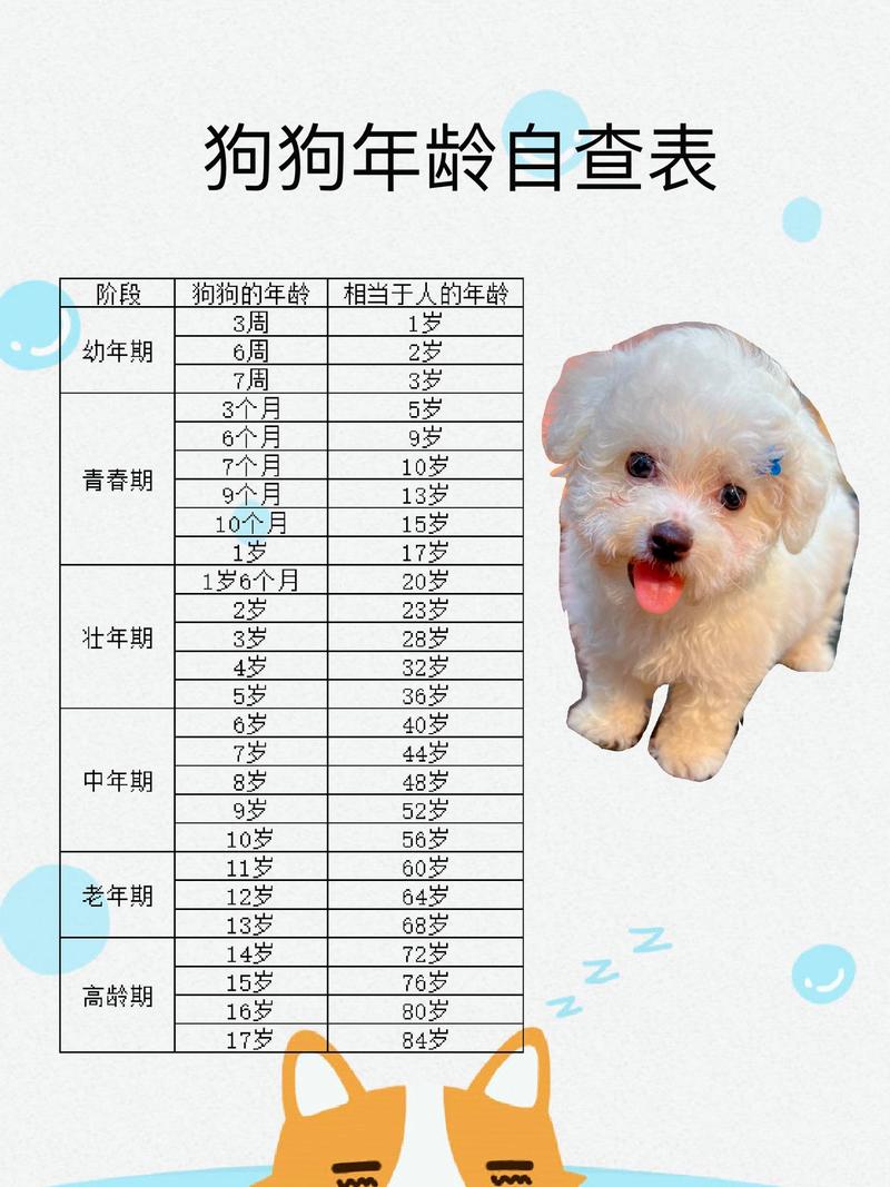 2个月大的狗狗等于人类的几岁