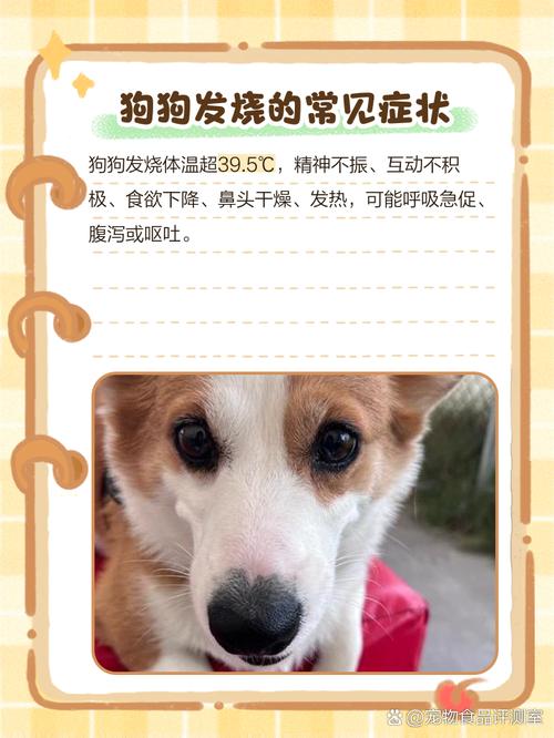 狗狗发烧症状