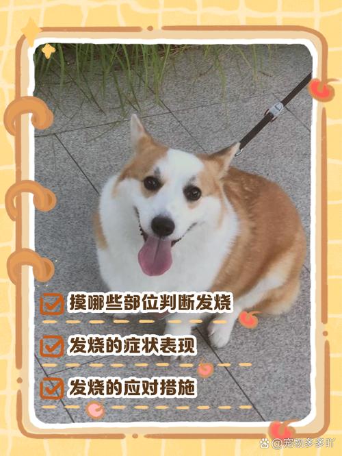 狗狗发烧如何测体温?