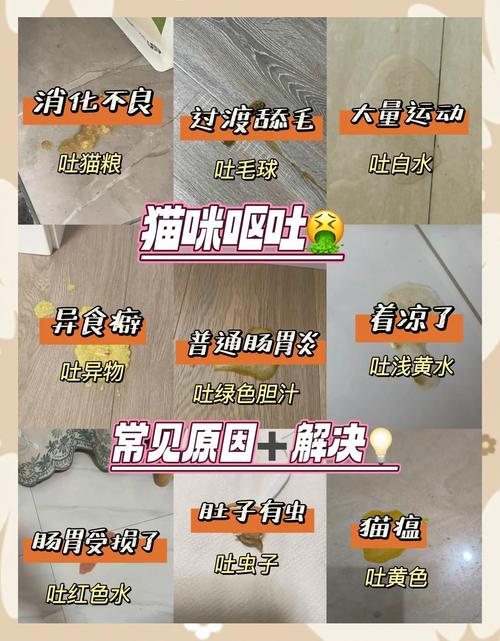 我的猫咪六个月大,前几天呕吐,不吃饭,吃了止吐药后,不吐了,但还是不...