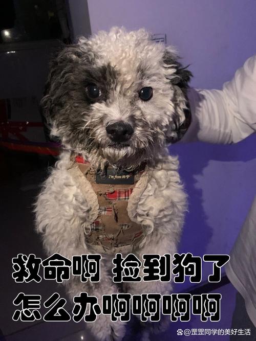 在公路捡了一只狗,他生病了,我没养狗经验,怎么办?