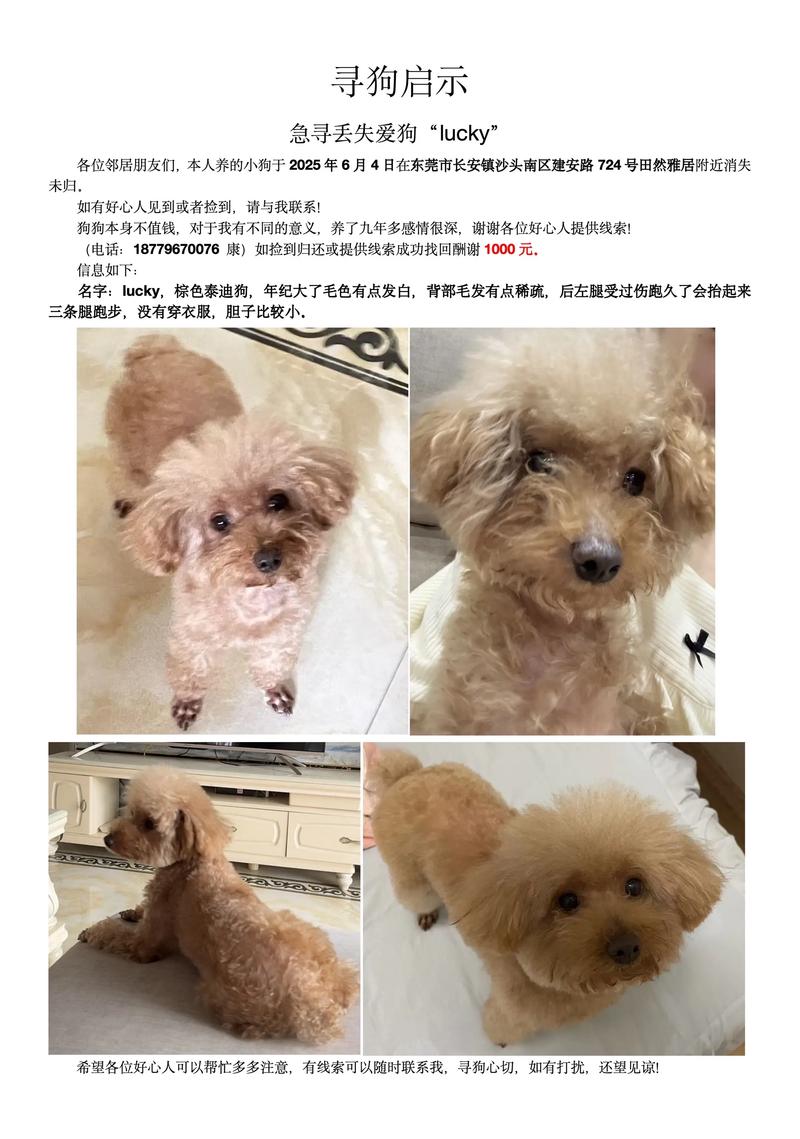 儿子捡到一只流浪狗该怎么说一段话