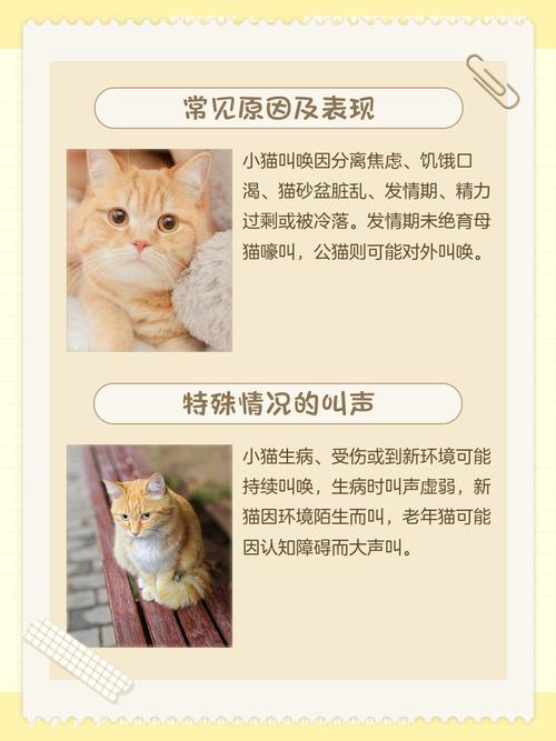 为什么猫咪在我们离开家或回家时总是叫个不停?