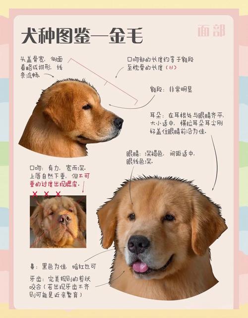掌握狗狗8大眼神含义