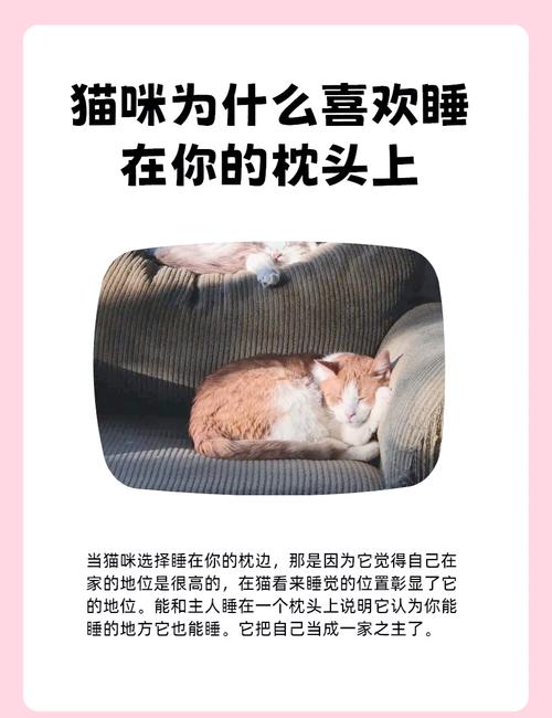 猫咪为什么喜欢在枕头边睡觉?