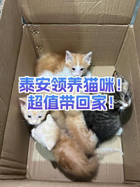 领养小猫咪回家过冬?