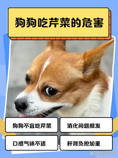 对狗狗好且美味的食物,