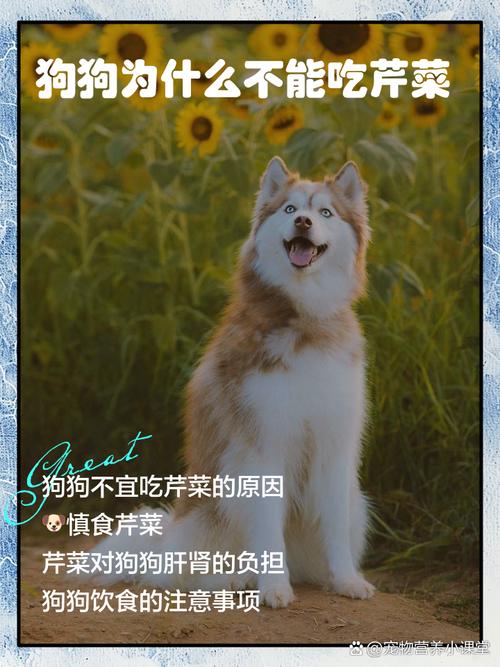 狗狗吃芹菜的危害