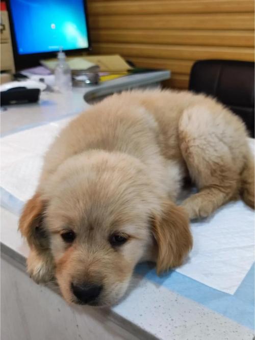 四十多天的小金毛犬咳嗽能够打疫苗吗?
