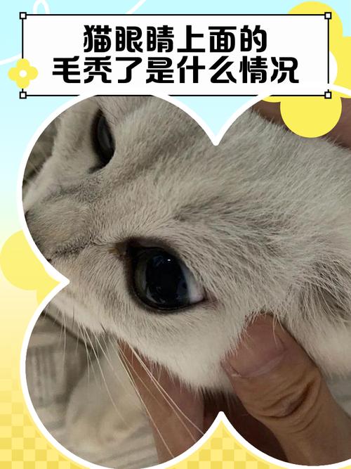 猫咪眼睛上方掉毛怎么办?