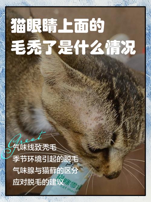 猫眼皮上方红肿掉毛