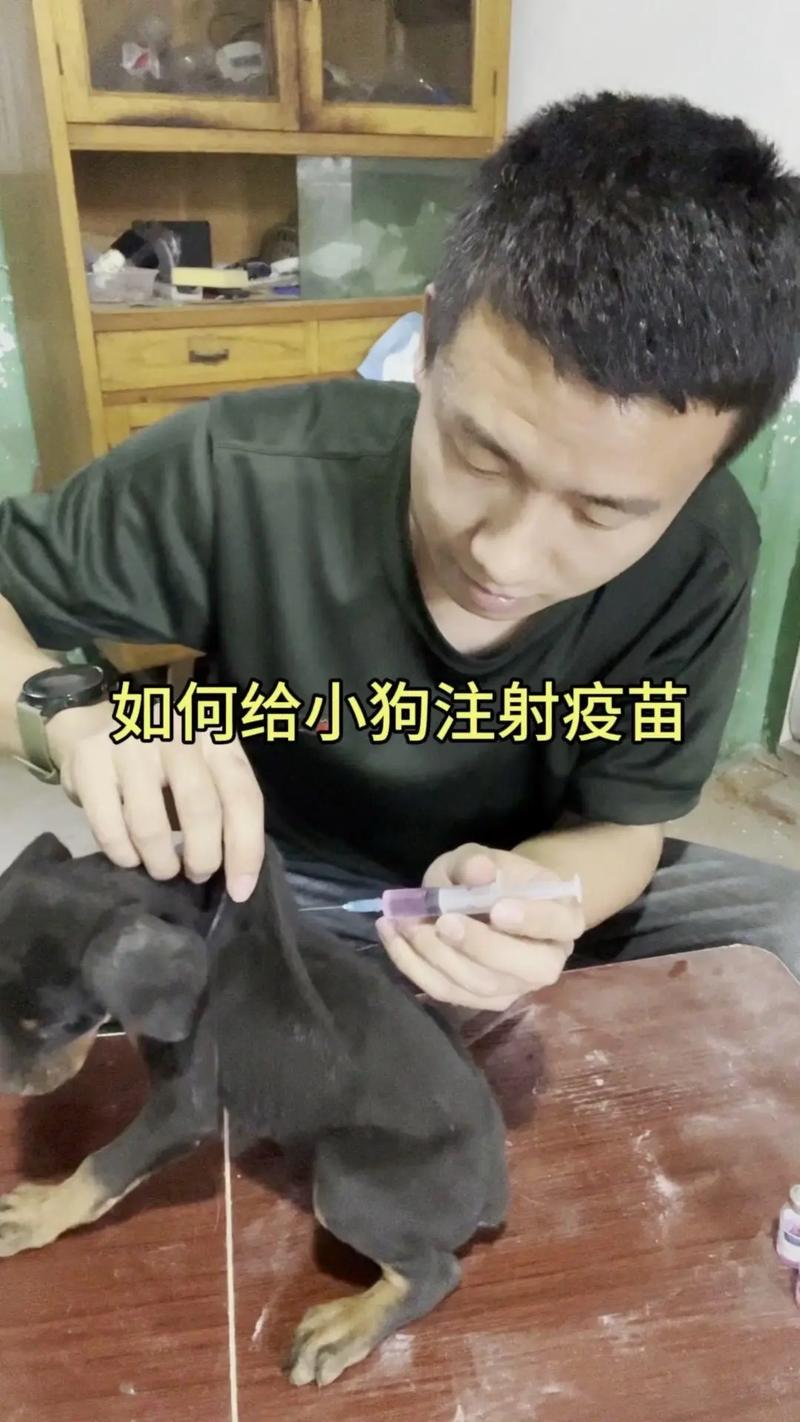 给小狗注射狂犬疫苗大概要多少钱?
