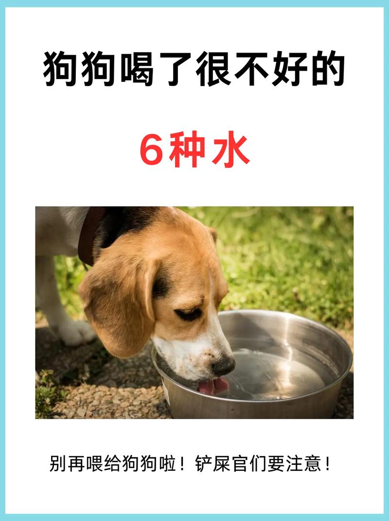狗狗可以喝哪些“水”?这4种很合适!