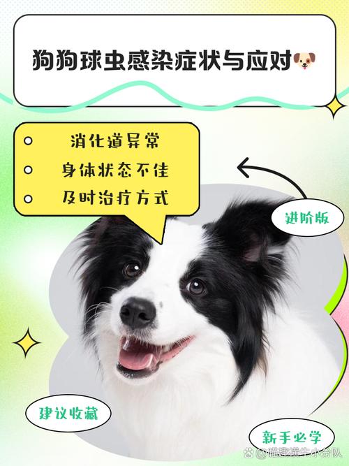 狗狗怎么查球虫感染