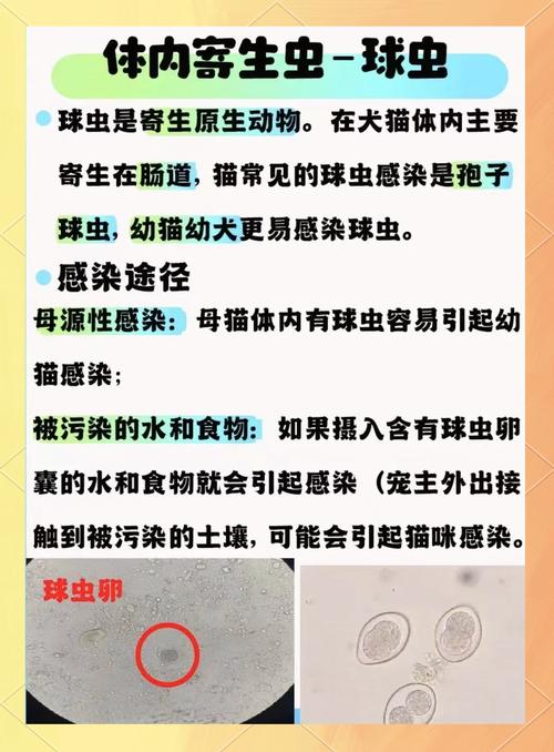 狗狗体检大概多少钱?大概多久一次合适