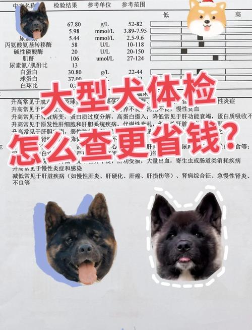狗狗体检大概多少钱