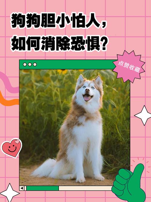 狗狗胆小到处躲怎么办