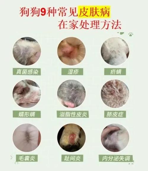 狗狗的皮肤病自己会自愈吗